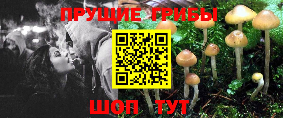 Псилоцибиновые грибы GOLDEN TEACHER Большой Камень